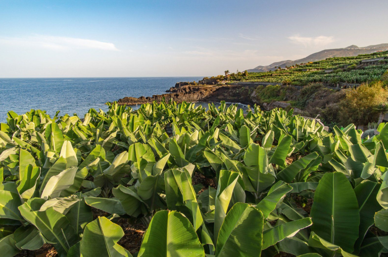 La Palma