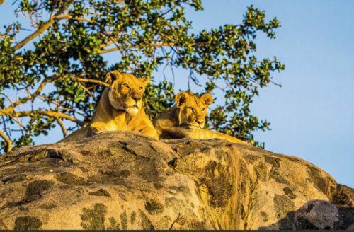 Löwen Tansania