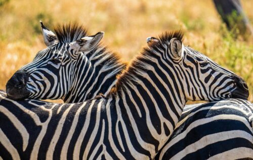 Tansania Zebras