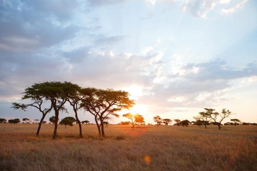 Kenia Safari