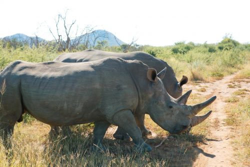 Kenia Safari