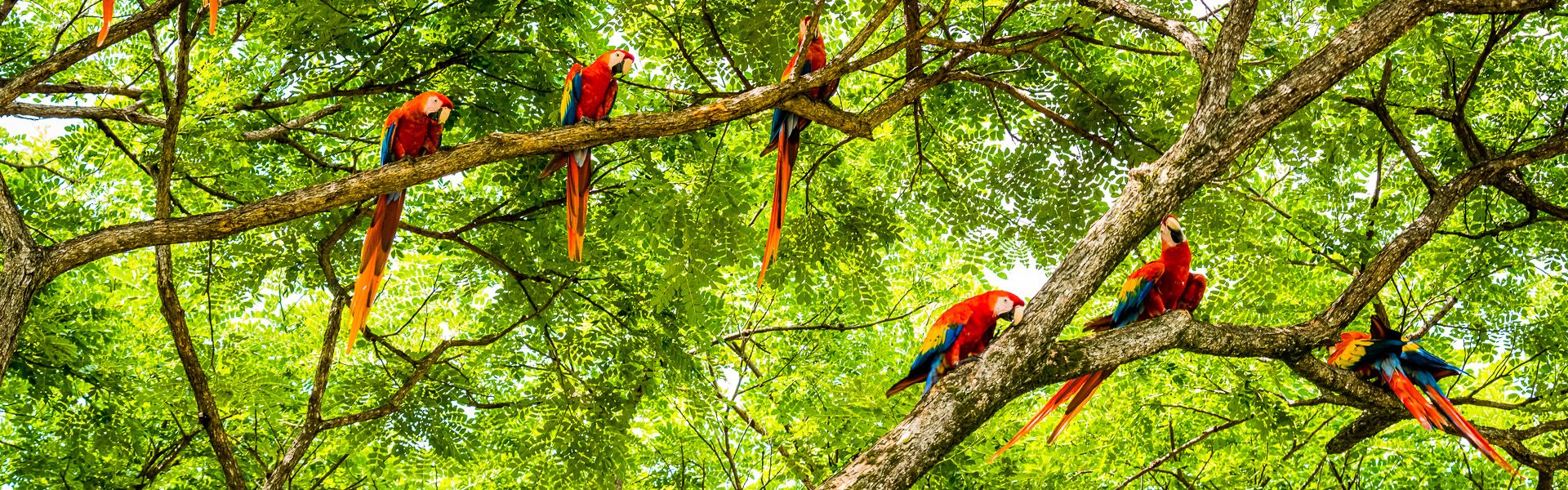 Costa Rica Natur Erlebnis pur.
