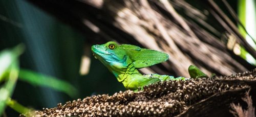 Costa Rica Natur Erlebnis pur.