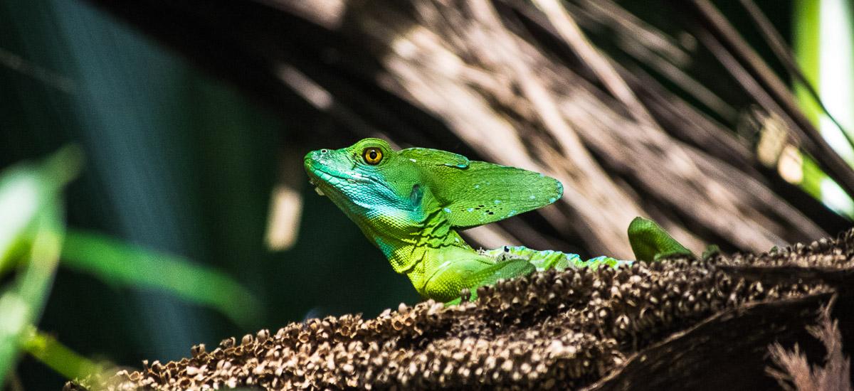 Costa Rica Natur Erlebnis pur.