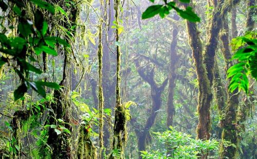 Costa Rica Natur Erlebnis pur.