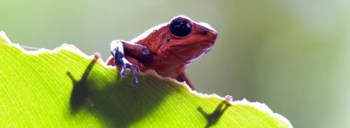 Costa Rica Natur Erlebnis pur.