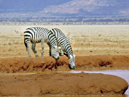 Kenia Safari Zebra