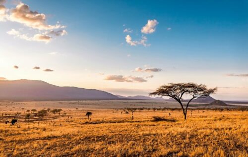 Kenia Baobab Baum