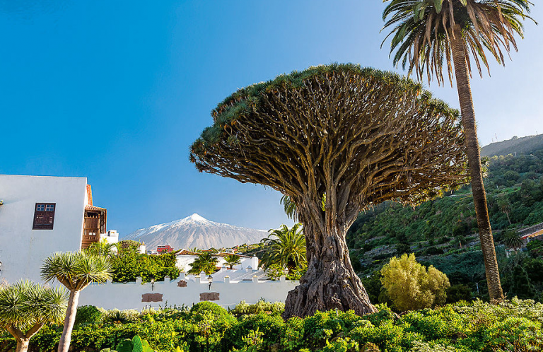 La Gomera Drachenbaum