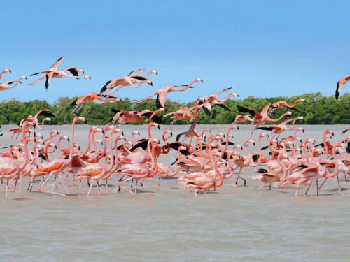 Mexiko Flamingos