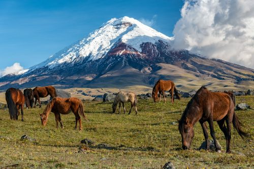 Naturpark Wildhoarse Cotopaxi Ecuador Shutterstock 1524560561