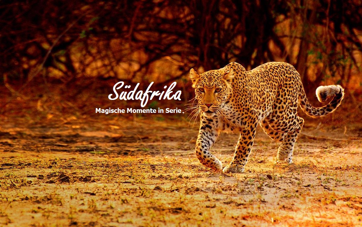 Suedafrika Leopard