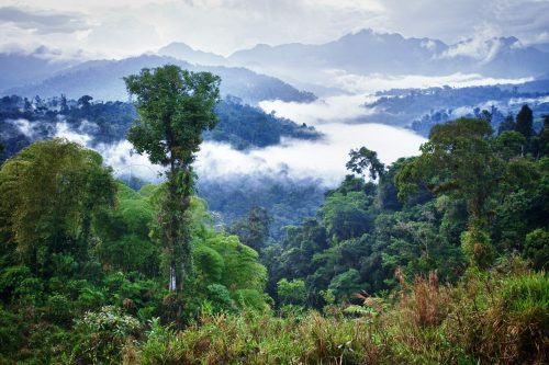 Rainforest Guatemala Ecuador Shutterstock 153742460